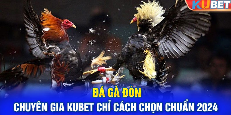 Đá Gà Đòn - Chuyên Gia KUBET Chỉ Cách Chọn Chuẩn 2024