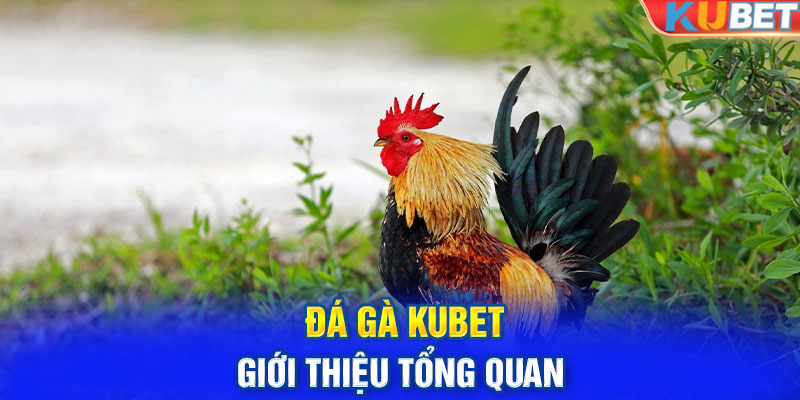 Đá gà KUBET - Giới thiệu tổng quan