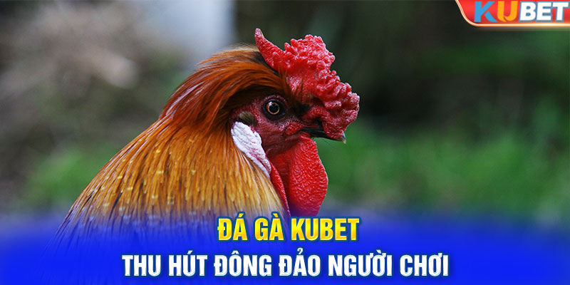 Đá gà KUBET thu hút đông đảo người chơi bởi những ưu điểm gì?